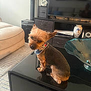 Taz joined the competition — help win amazing prizes! bandana, black_table, brown_dog, carpet, couch, curious, decor, dog, entertainment_center, furniture, head_tilt, indoor, living_room, pet, reflection, small_dog, speaker, table, tv, vase