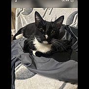 Sylvester joined the competition — help win amazing prizes! cat, tuxedo_cat, black_and_white, animal, pet, feline, whiskers, ears, eyes, nose, indoor, blanket, bed, fabric, sitting, portrait, close_up, relaxed, smartphone_screen, screenshot