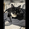 cat, tuxedo_cat, black_and_white, animal, pet, feline, whiskers, ears, eyes, nose, indoor, blanket, bed, fabric, sitting, portrait, close_up, relaxed, smartphone_screen, screenshot