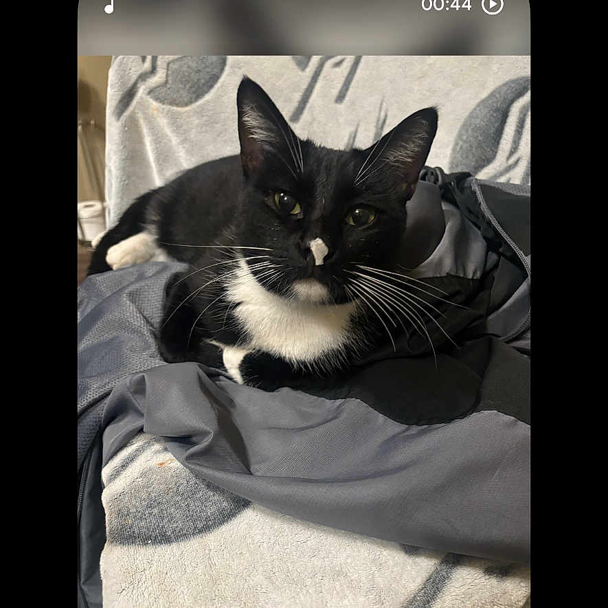 Sylvester