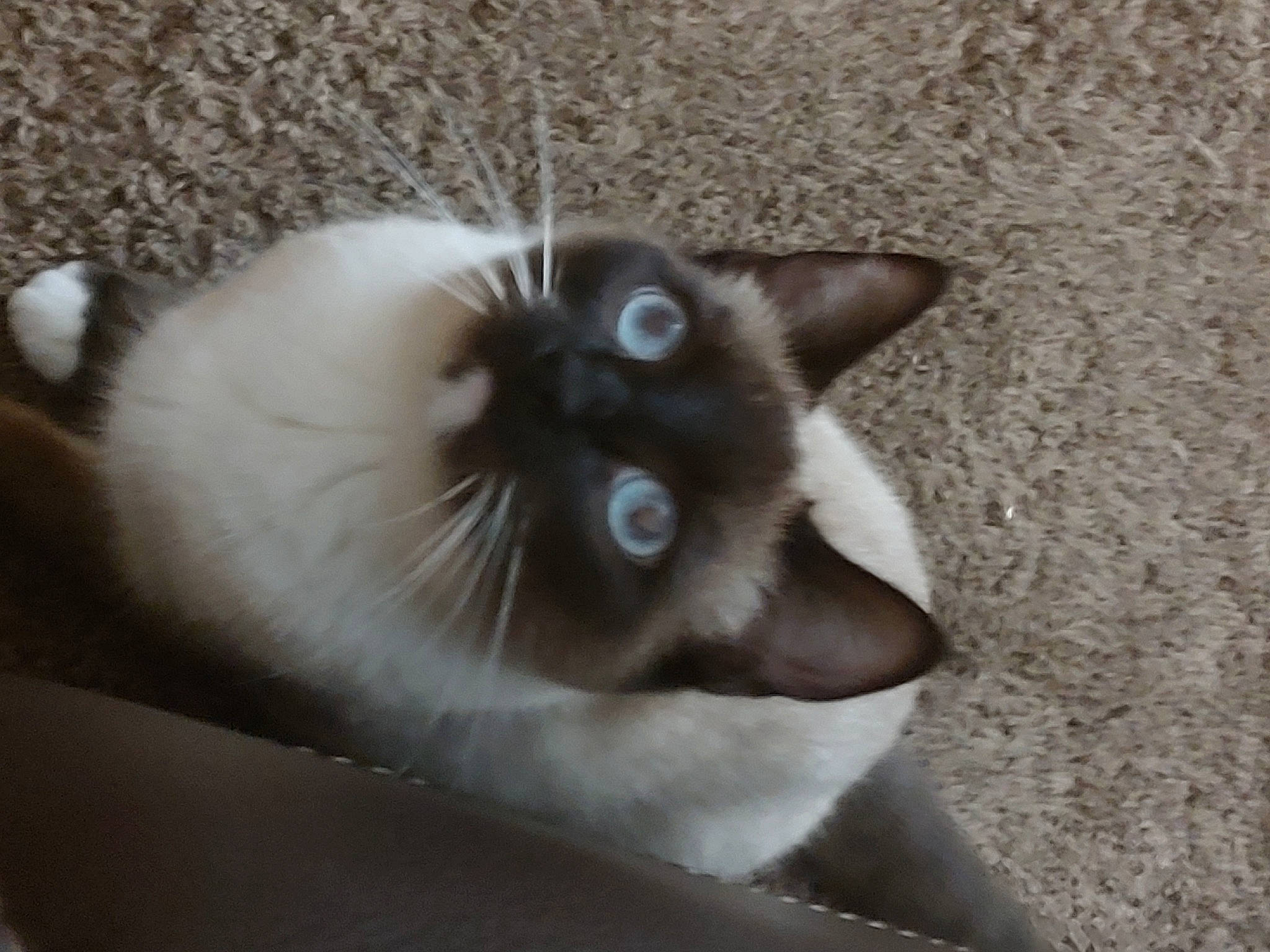Kitty Blue Eyes