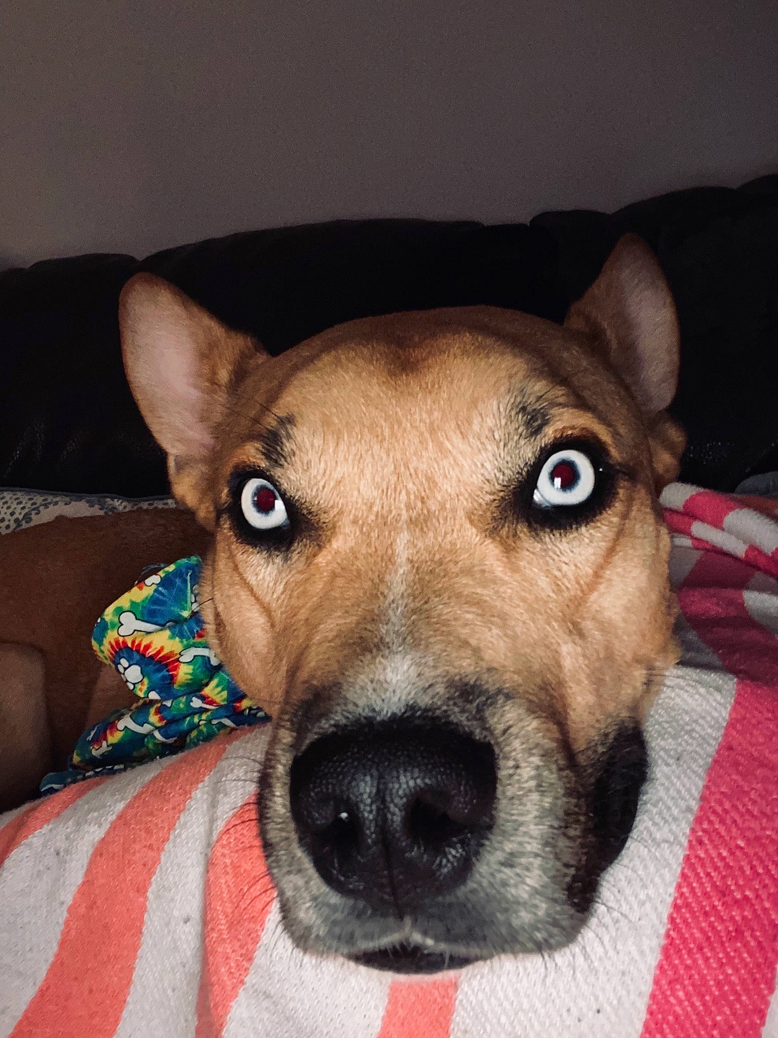 Turbo joined the competition — help win amazing prizes! canidae, carnivore, collar, companion_dog, dog, dog_breed, dog_collar, dog_supply, ear, fawn, fur, non_sporting_group, pet_supply, snout, sporting_group, terrestrial_animal, whiskers, working_animal