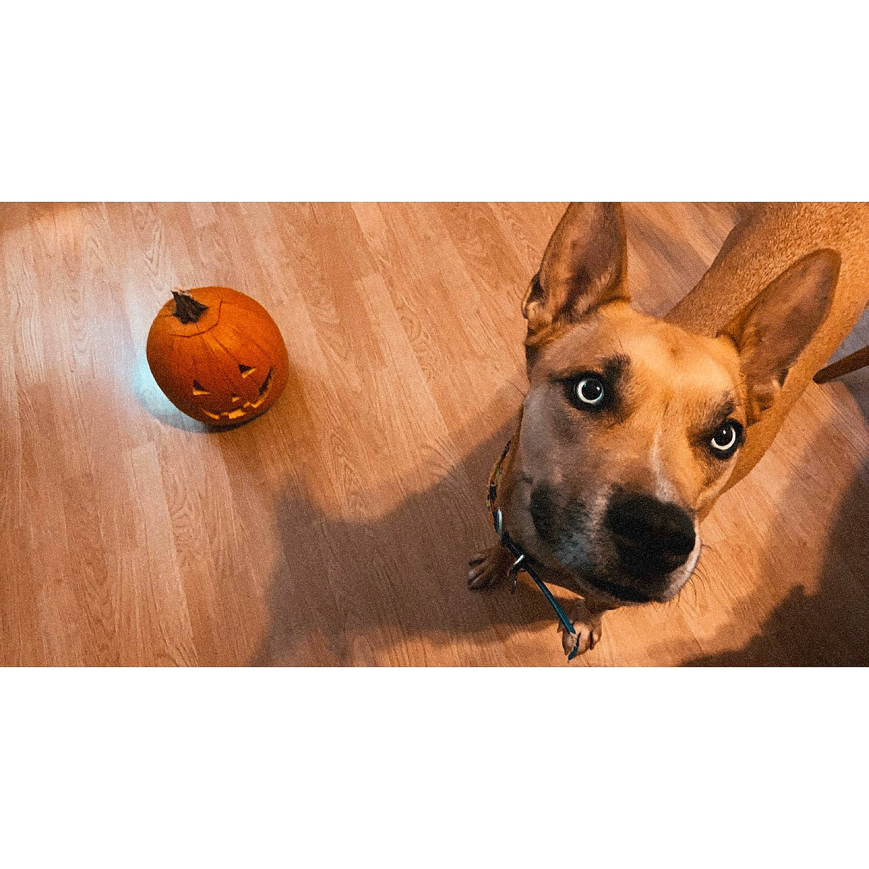 Turbo is registered to the contest to win money with this photo: canidae, carnivore, companion_dog, dog, dog_breed, dog_collar, dog_supply, fashion_accessory, fawn, fur, hardwood, metal, pet_supply, photo_caption, snout, terrestrial_animal, varnish, whiskers, wood, working_animal