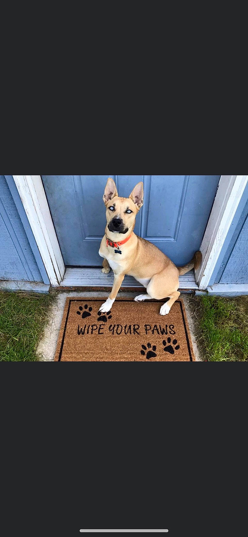 Turbo is registered to the contest to win money with this photo: carnivore, companion_dog, dog, dog_breed, dog_supply, door, fawn, grass, mammal, metal, photo_caption, plant, snout, square, tail, toy_dog, vehicle_door, vertebrate, window, working_animal