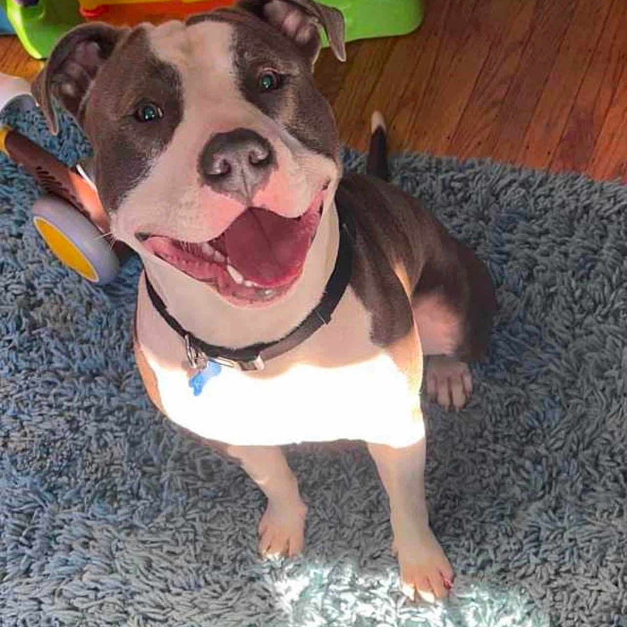 Rex joined the competition — help win amazing prizes! blue_rug, canine, collar, dog, domestic_animal, ears, friendly, fur, happy, indoor, mouth_open, pet, playful, sitting, smiling, sunlight, tail, teeth, toy, wooden_floor