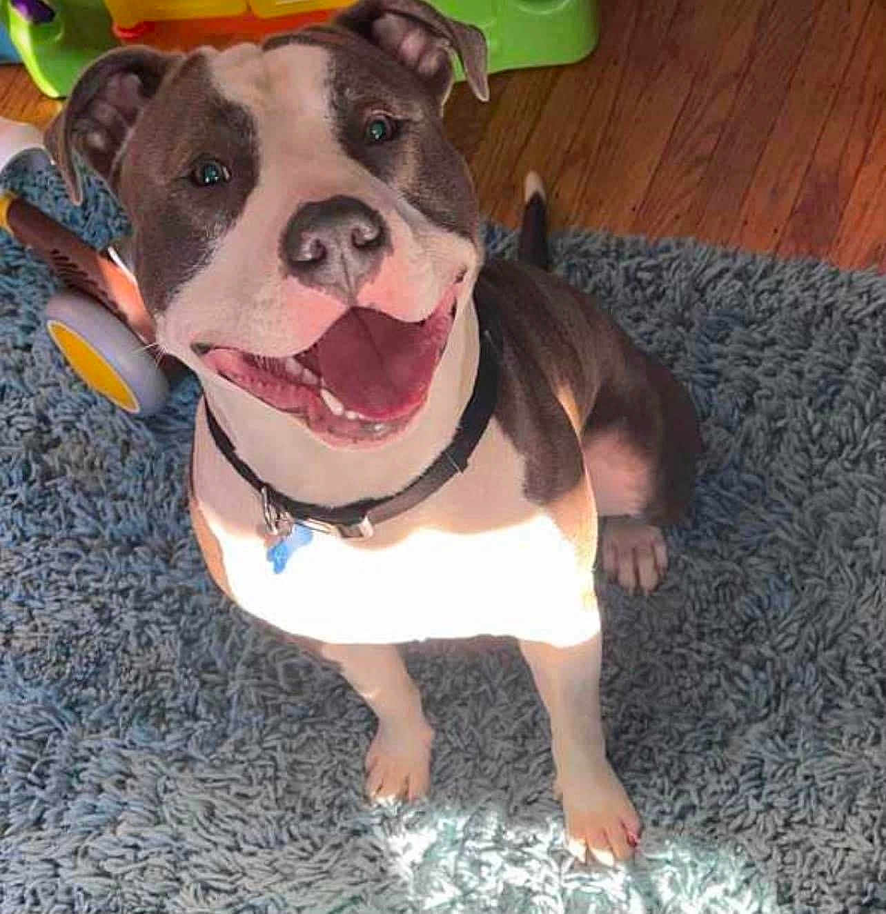 Rex joined the competition — help win amazing prizes! dog, smiling, indoor, blue_rug, wooden_floor, sunlight, toy, collar, pet, happy, canine, sitting, playful, domestic_animal, friendly, fur, ears, tail, mouth_open, teeth