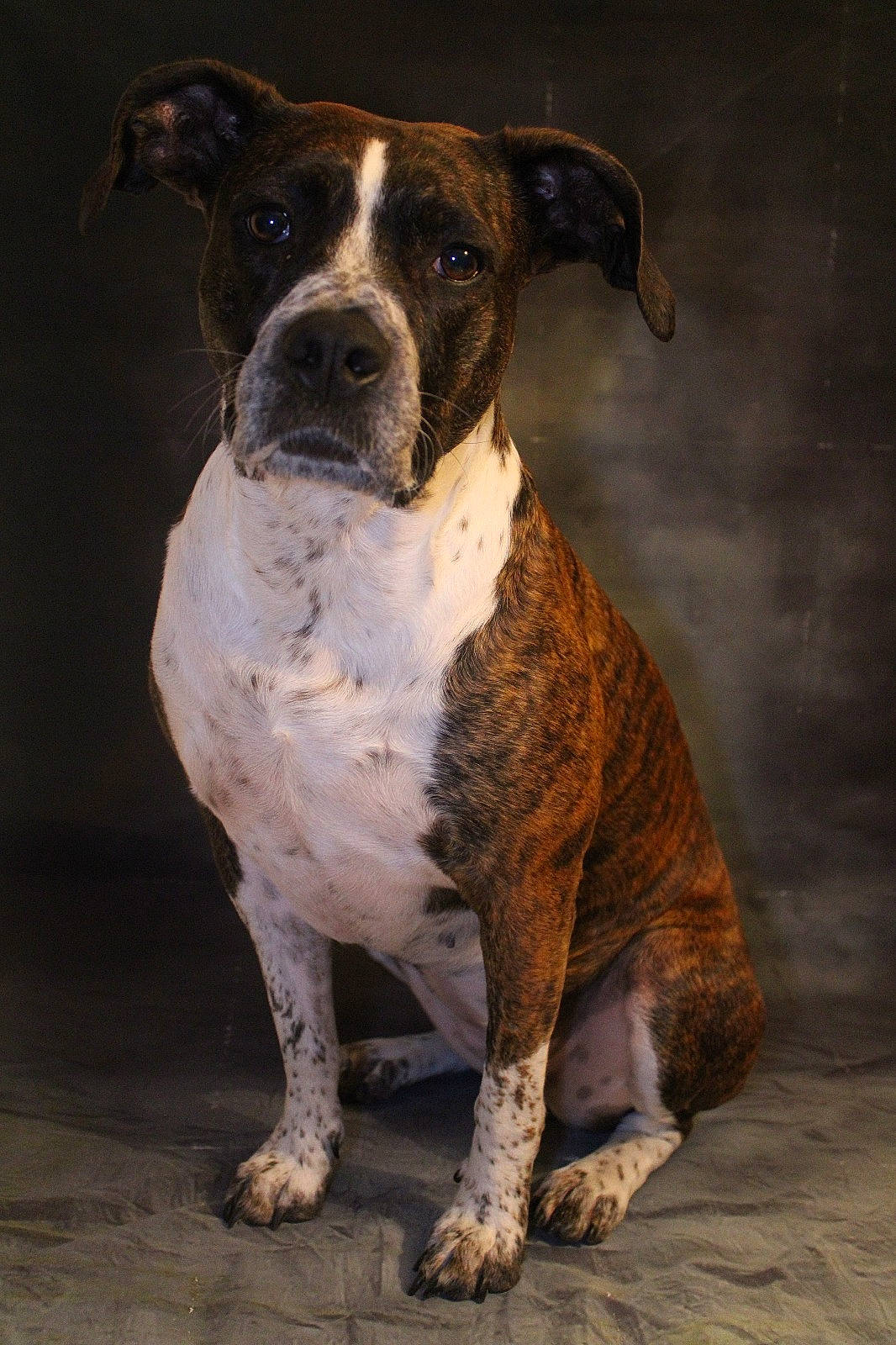 Mia a rejoint le concours — aidez-le/la à gagner de superbes lots ! alano_espanol, alaunt, american_bulldog, american_staffordshire_terrier, ancient_dog_breeds, canidae, carnivore, companion_dog, dog, dog_breed, fawn, mammal, non_sporting_group, olde_english_bulldogge, perro_de_presa_canario, rare_breed_dog, snout, sporting_group, valley_bulldog, vertebrate