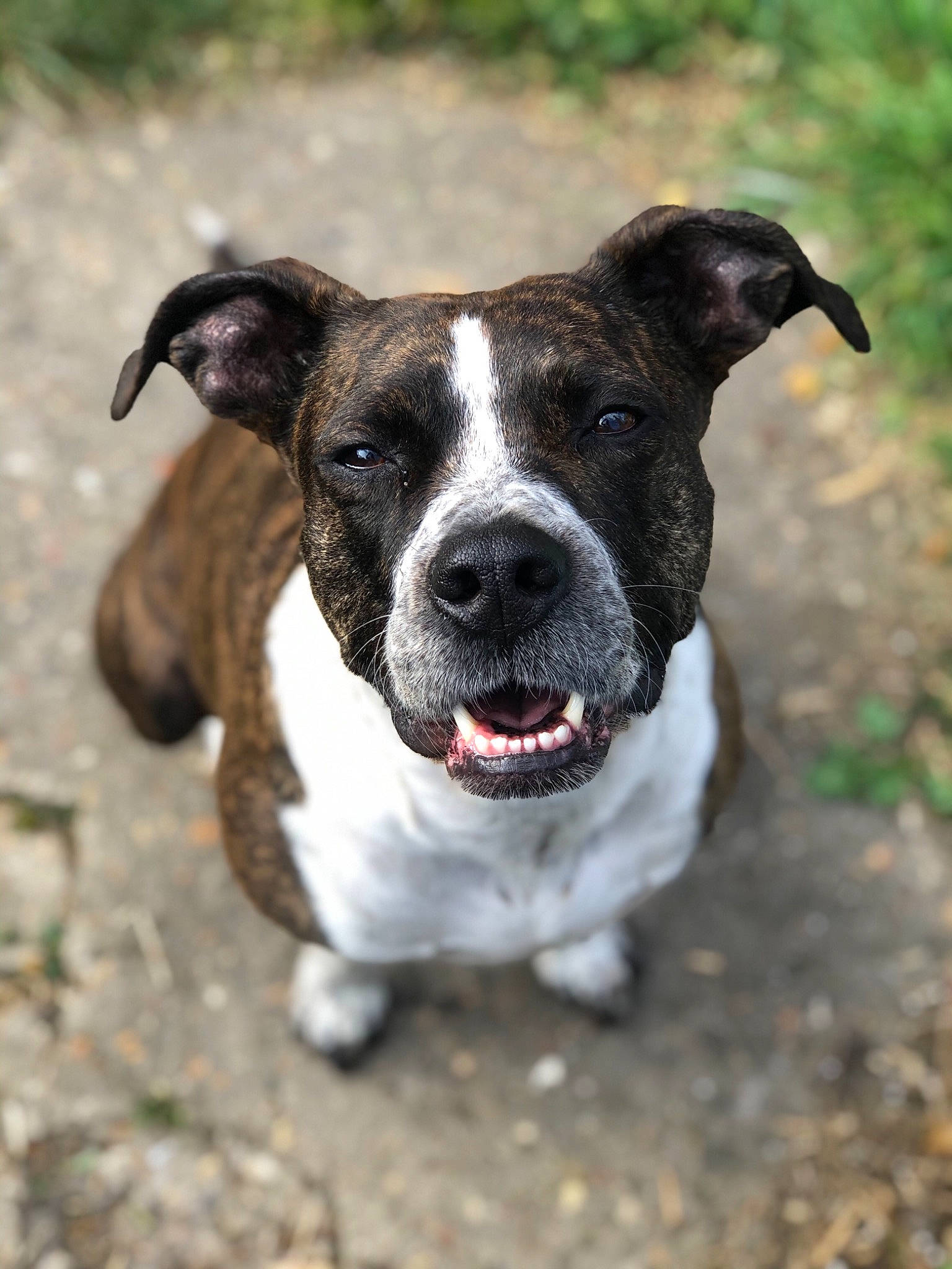 Mia participe au concours pour gagner de l'argent avec cette photo : american_pit_bull_terrier, american_staffordshire_terrier, canidae, carnivore, companion_dog, dog, dog_breed, fawn, mammal, non_sporting_group, nose, pit_bull, rare_breed_dog, snout, sporting_group, staffordshire_bull_terrier, terrier, valley_bulldog, vertebrate, whiskers
