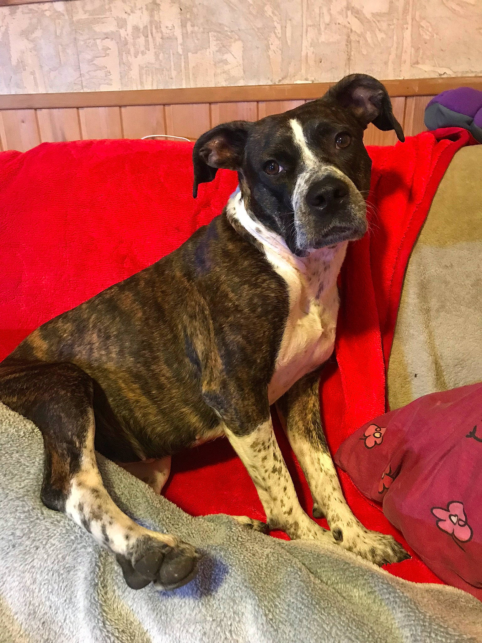 Mia participe au concours pour gagner de l'argent avec cette photo : alaunt, american_staffordshire_terrier, canidae, carnivore, dog, dog_breed, fawn, mammal, mountain_cur, non_sporting_group, snout, sporting_group, vertebrate