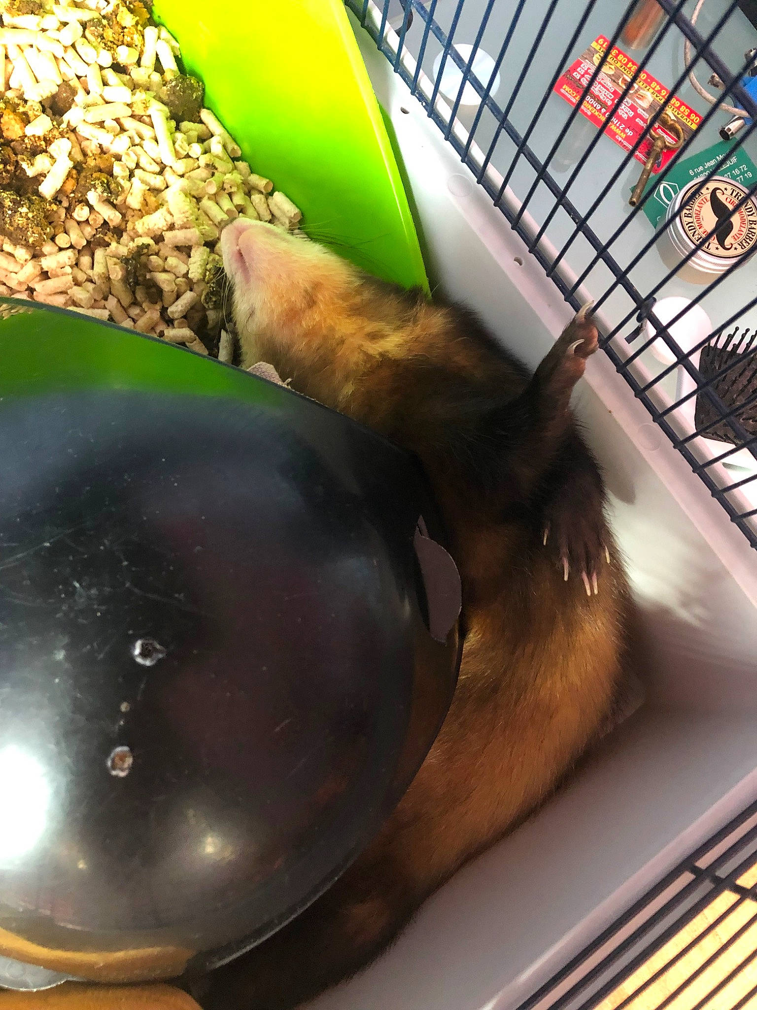 Rudi participe au concours pour gagner de l'argent avec cette photo :