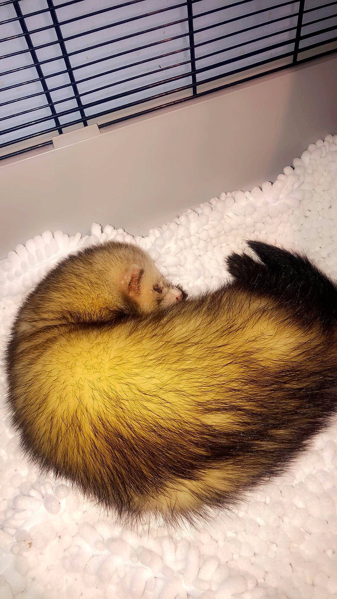 Rudi a rejoint le concours — aidez-le/la à gagner de superbes lots ! carnivore, ferret, fur, marten, mink, mustelidae, mustelinae, paw, polecat, tail