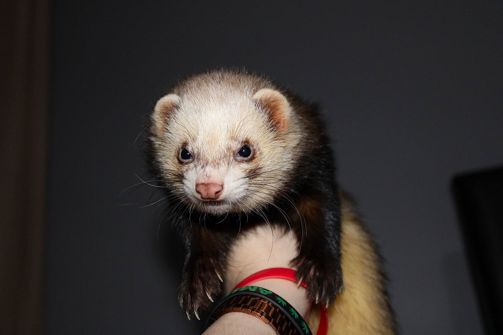 Rudi a rejoint le concours — aidez-le/la à gagner de superbes lots ! carnivore, common_opossum, eye, ferret, fur, iris, mammal, marsupial, marten, mink, mustelidae, mustelinae, nose, polecat, possum, skin, vertebrate, virginia_opossum, whiskers, wildlife