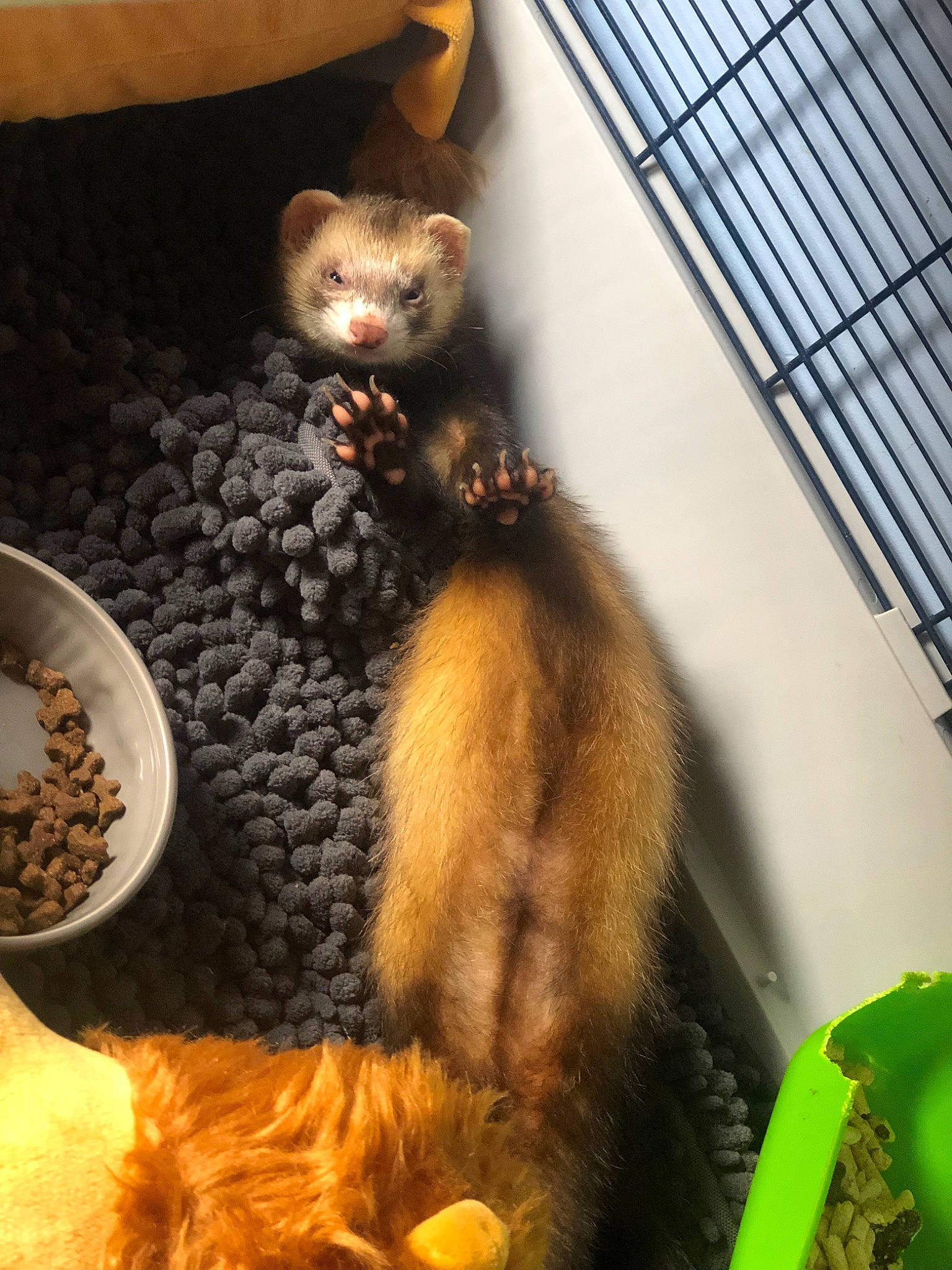 Rudi participe au concours pour gagner de l'argent avec cette photo : carnivore, fawn, ferret, mammal, marten, mustelidae, mustelinae, polecat, tail, viverridae, whiskers