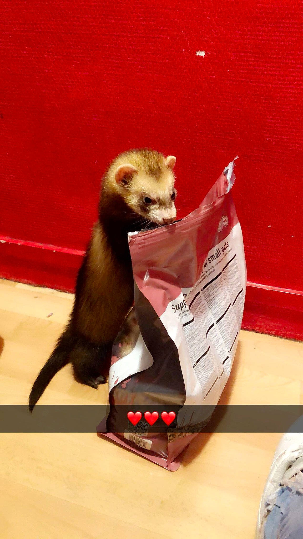 Rudi a rejoint le concours — aidez-le/la à gagner de superbes lots ! black_footed_ferret, carnivore, ferret, mammal, mustelidae, mustelinae, polecat, tail, vertebrate, whiskers