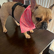 Hope is registered to the contest to win money with this photo: dog, french_bulldog, bandana, pink, table, wooden_table, indoor, pet, animal, curious, ears, face, fur, black_nose, paws, harness, blinds, cabinet, home, closeup