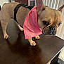 dog, french_bulldog, bandana, pink, table, wooden_table, indoor, pet, animal, curious, ears, face, fur, black_nose, paws, harness, blinds, cabinet, home, closeup