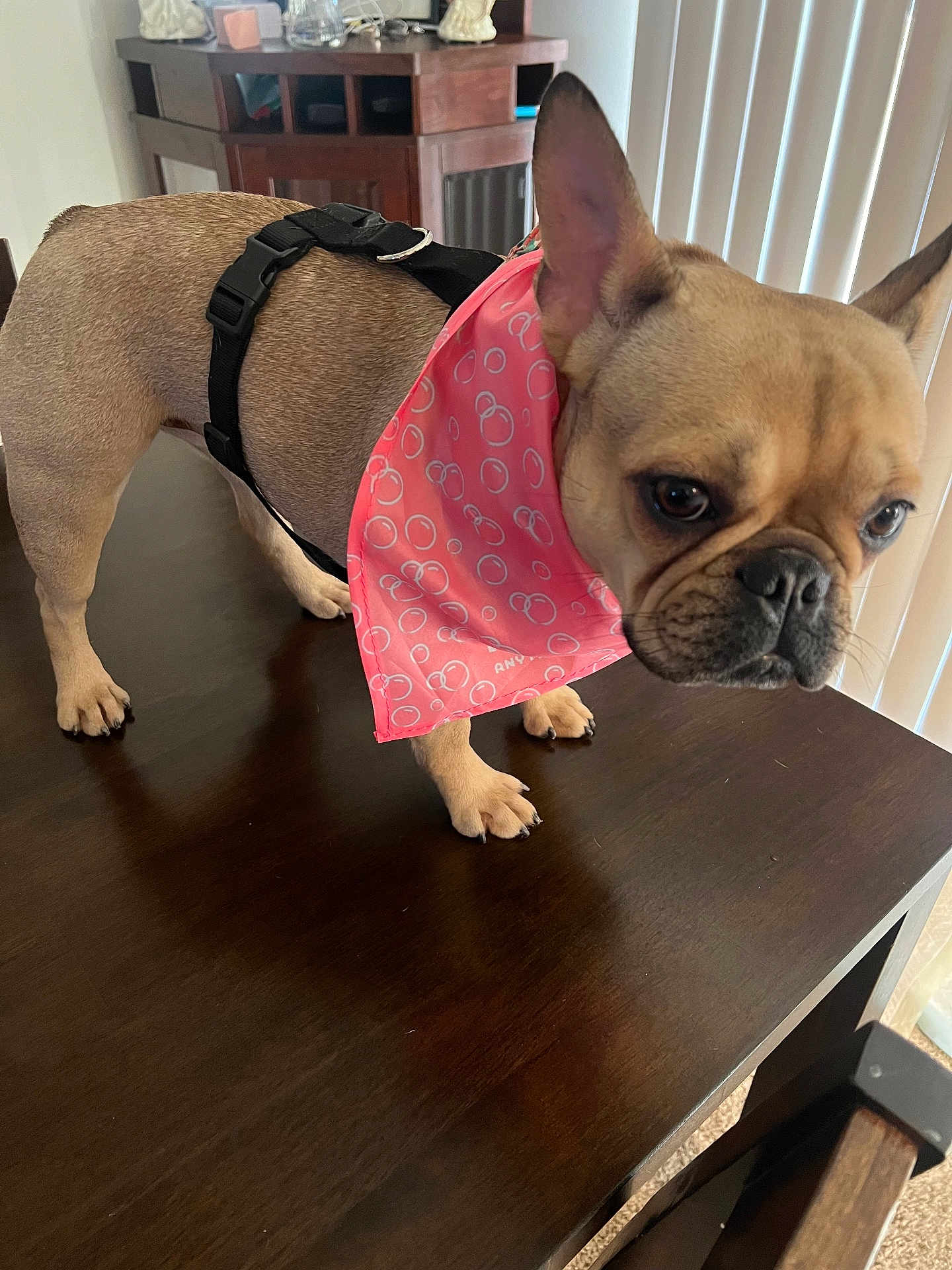 Hope is registered to the contest to win money with this photo: dog, french_bulldog, bandana, pink, table, wooden_table, indoor, pet, animal, curious, ears, face, fur, black_nose, paws, harness, blinds, cabinet, home, closeup