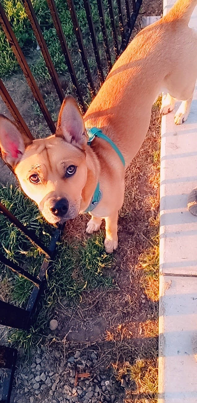 Dingo is registered to the contest to win money with this photo: canidae, carnivore, companion_dog, dog, dog_breed, ear, electric_blue, fawn, grass, happy, human_leg, plant, snout, sporting_group, suidae, tail, terrestrial_animal, toy_dog, whiskers, working_animal