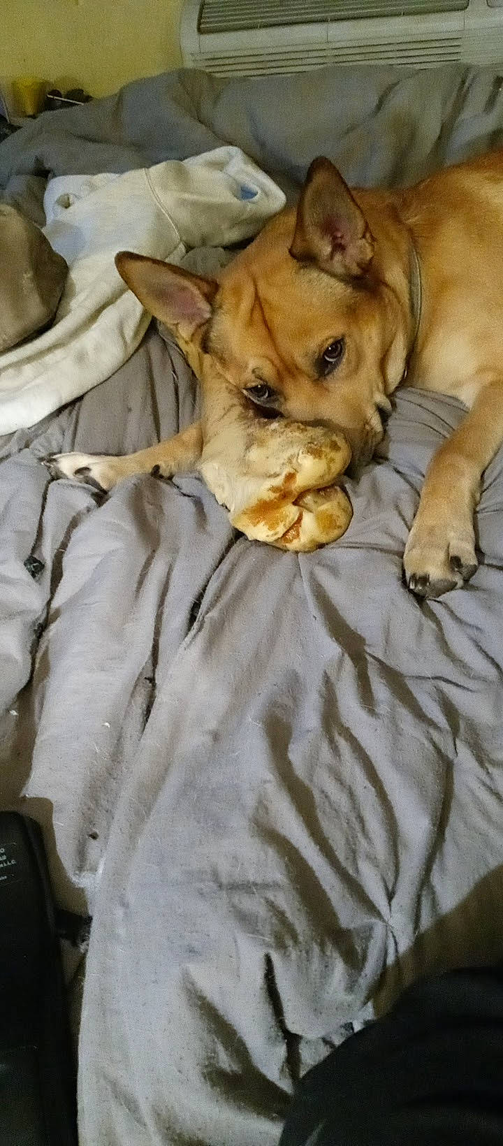 Dingo joined the competition — help win amazing prizes! canidae, carnivore, comfort, companion_dog, dog, dog_breed, dog_supply, fawn, felidae, fur, linens, non_sporting_group, puppy, snout, sporting_group, terrestrial_animal, toy_dog, whiskers, working_animal, wrinkle