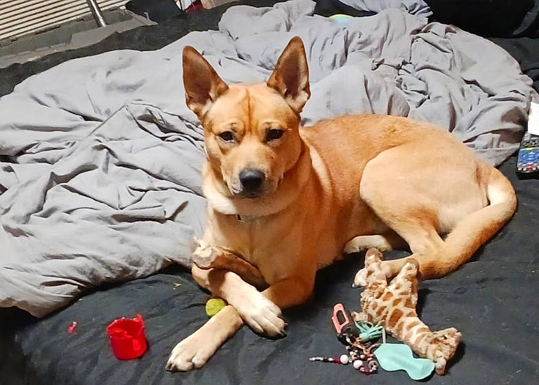 Dingo joined the competition — help win amazing prizes! ancient_dog_breeds, canidae, carnivore, comfort, companion_dog, dog, dog_bed, dog_breed, dog_supply, fawn, fur, linens, non_sporting_group, paw, puppy, snout, sporting_group, toy_dog, whiskers, working_animal