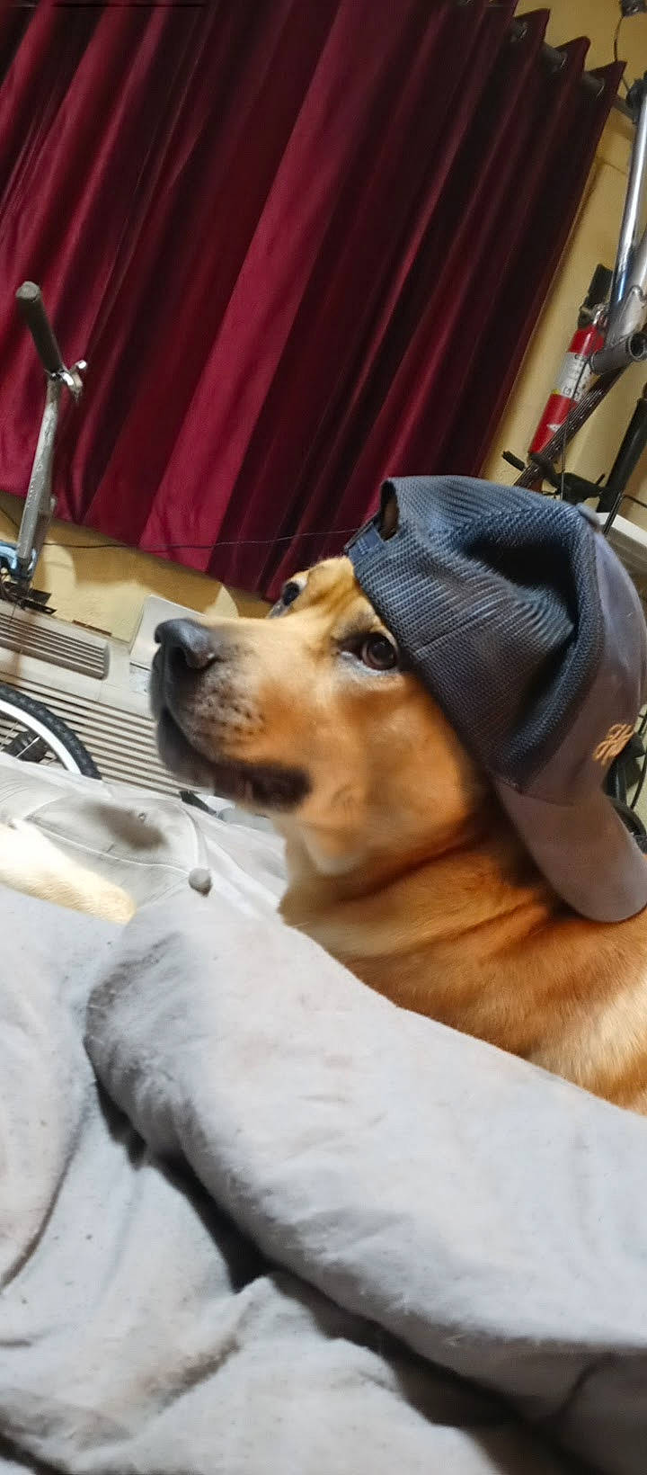 Dingo is registered to the contest to win money with this photo: carnivore, chair, collar, comfort, companion_dog, curtain, dog, dog_breed, dog_clothes, dog_collar, ear, fawn, flooring, fur, linens, snout, sporting_group, whiskers, wood, working_animal