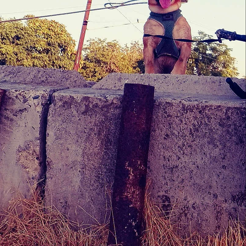 Dingo joined the competition — help win amazing prizes! animal, barrier, concrete, daytime, dog, ears, fence, grass, guard, happy, harness, nature, outdoor, pet, power_lines, sky, standing, sunlight, tongue, tree