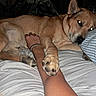 Dingo is registered to the contest to win money with this photo: animal, bed, blanket, bond, close_up, comfort, cozy, dog, friendship, human_arm, indoor, night, paw, pet, pillow, relaxation, resting, sleepy, striped_pillow, tan_dog