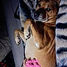 animal, blanket, brown_dog, casual, comfort, cozy, dog, early_morning, furniture, hand, indoor, lying_down, neon_text, paw, pet, relaxed, resting, tattoo, text_overlay, watch