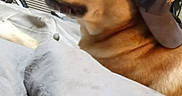 Dingo is registered to the contest to win money with this photo: animal, blanket, brown_dog, canine, cap, casual, cozy, curious, curtains, dog, domestic_animal, furniture, hat, household, indoor, looking_away, pet, portrait, resting, side_view