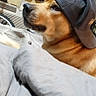 animal, blanket, brown_dog, canine, cap, casual, cozy, curious, curtains, dog, domestic_animal, furniture, hat, household, indoor, looking_away, pet, portrait, resting, side_view