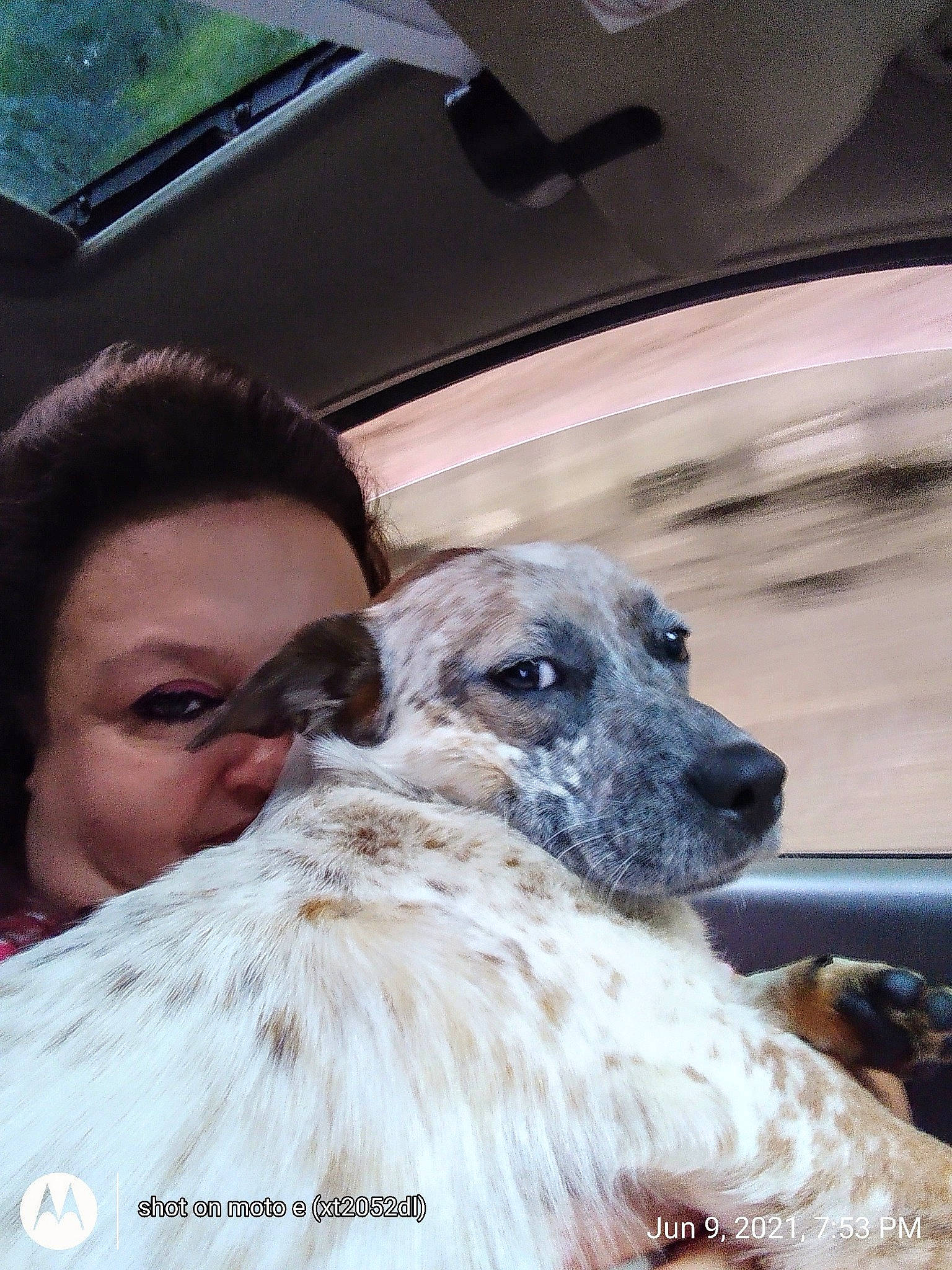 Ajax joined the competition — help win amazing prizes! canidae, carnivore, companion_dog, dog, dog_breed, dog_collar, event, eyewear, fawn, fur, snout, sporting_group, street_dog, whiskers, working_animal, working_dog