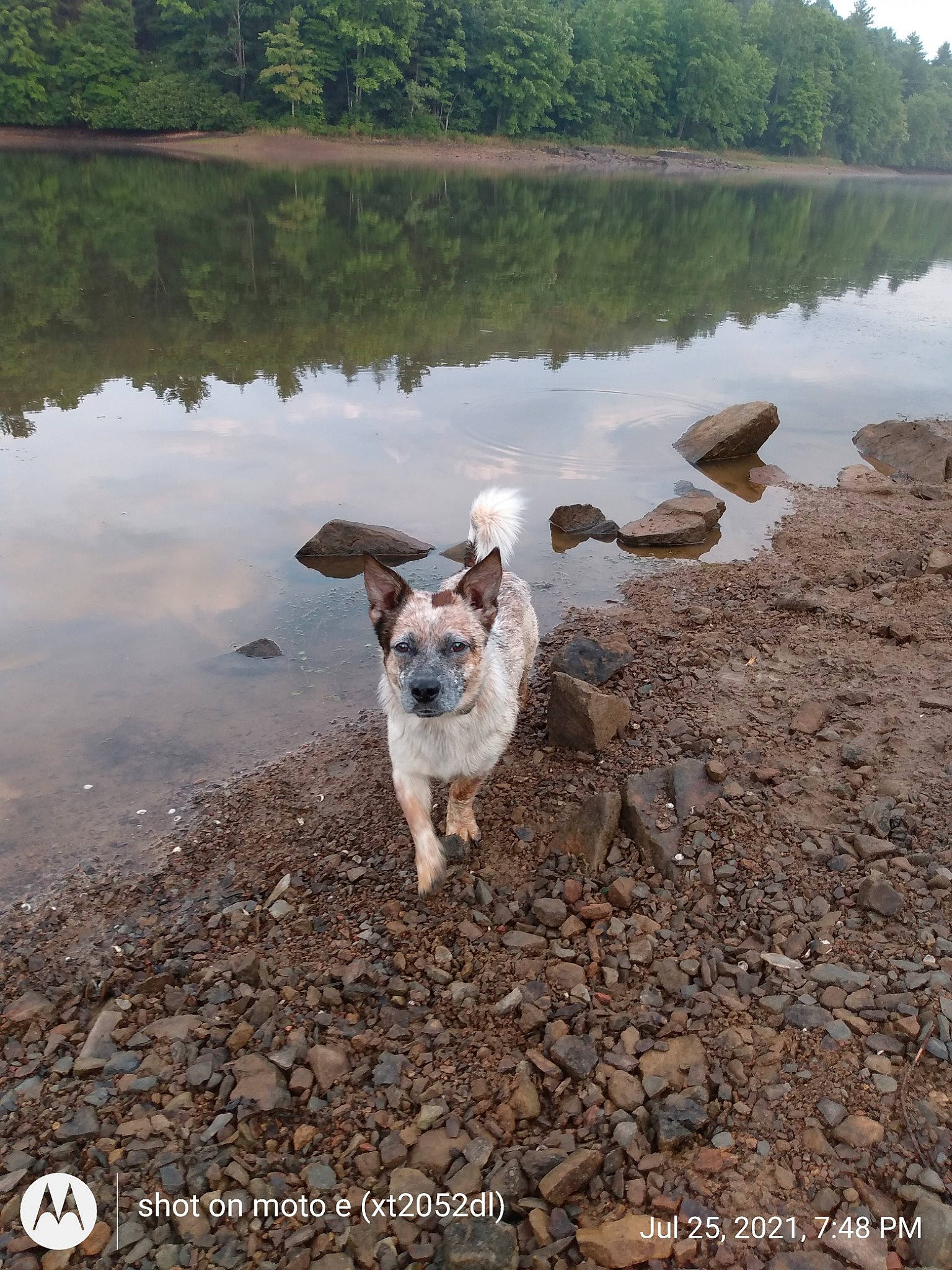 Ajax joined the competition — help win amazing prizes! body_of_water, carnivore, companion_dog, dog, dog_breed, lacustrine_plain, lake, lake_district, landscape, loch, plant, reservoir, sky, soil, sporting_group, tail, tree, water, water_resources, working_animal