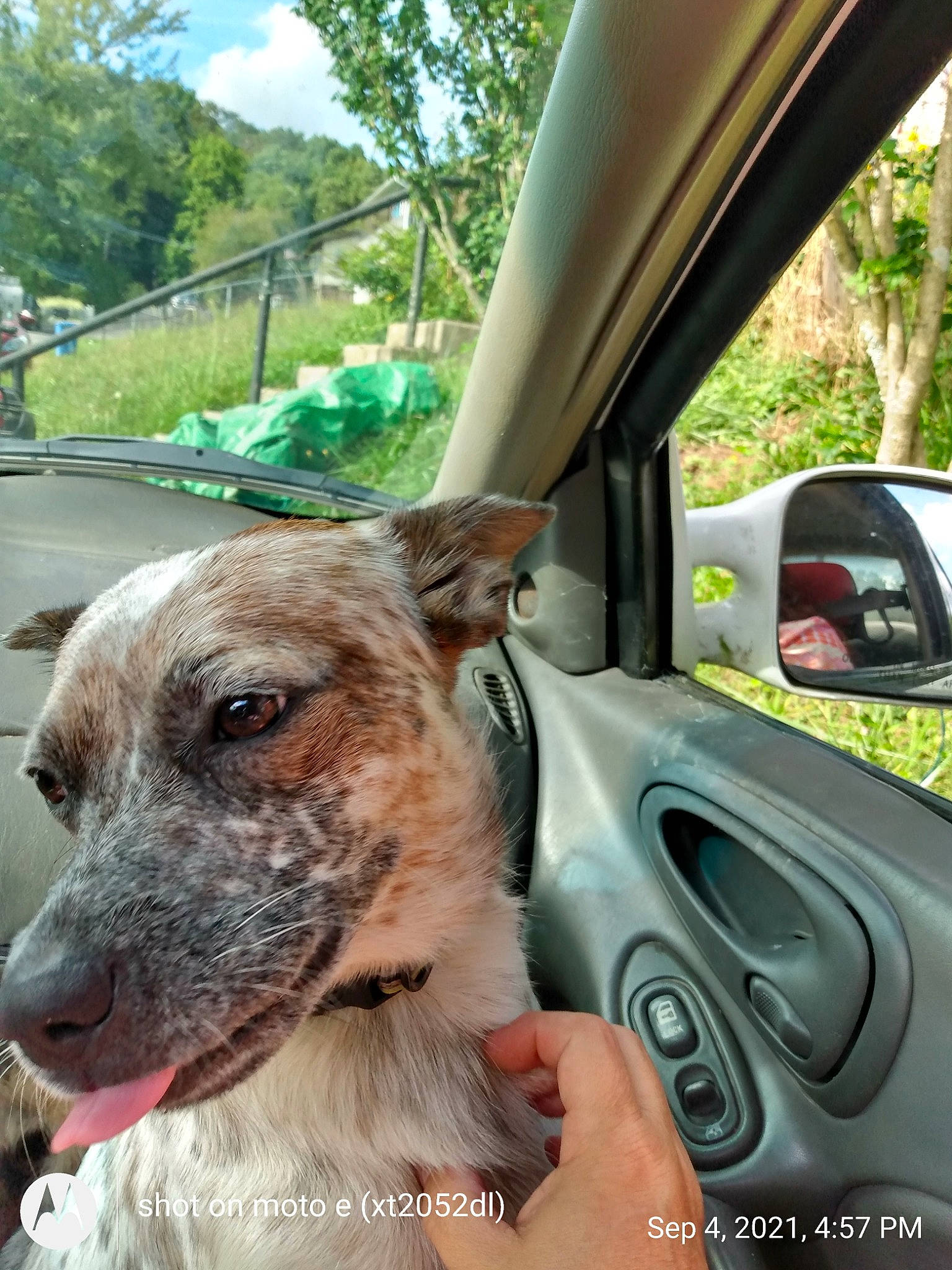 Ajax is registered to the contest to win money with this photo: automotive_mirror, automotive_side_view_mirror, car, carnivore, cloud, collar, companion_dog, dog, dog_breed, fawn, mammal, mirror, motor_vehicle, plant, rear_view_mirror, tree, vehicle, vehicle_door, vertebrate, working_animal