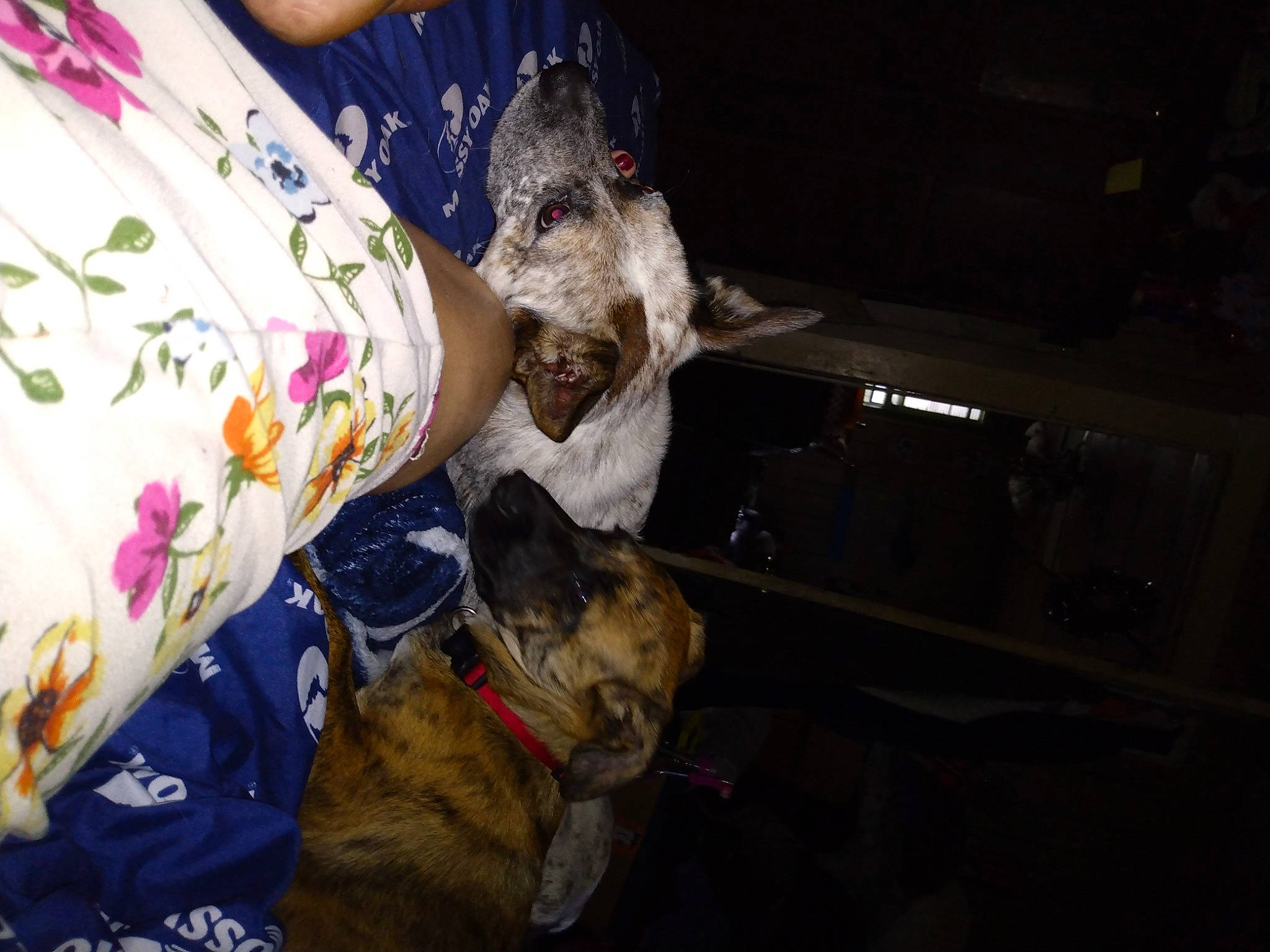 Ajax joined the competition — help win amazing prizes! canidae, carnivore, collar, companion_dog, dog, dog_breed, dog_clothes, dog_collar, event, fawn, felidae, fur, leash, linens, non_sporting_group, pattern, pet_supply, snout, sporting_group, working_animal