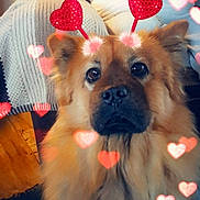 Bella joined the competition — help win amazing prizes! dog, fluffy, heart_antenna, red_hearts, cute, pet, indoor, person, blurred_background, love, adorable, canine, furry, close_up, head, animal, sitting, soft_lighting, warm_colors, cozy