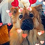 dog, fluffy, heart_antenna, red_hearts, cute, pet, indoor, person, blurred_background, love, adorable, canine, furry, close_up, head, animal, sitting, soft_lighting, warm_colors, cozy