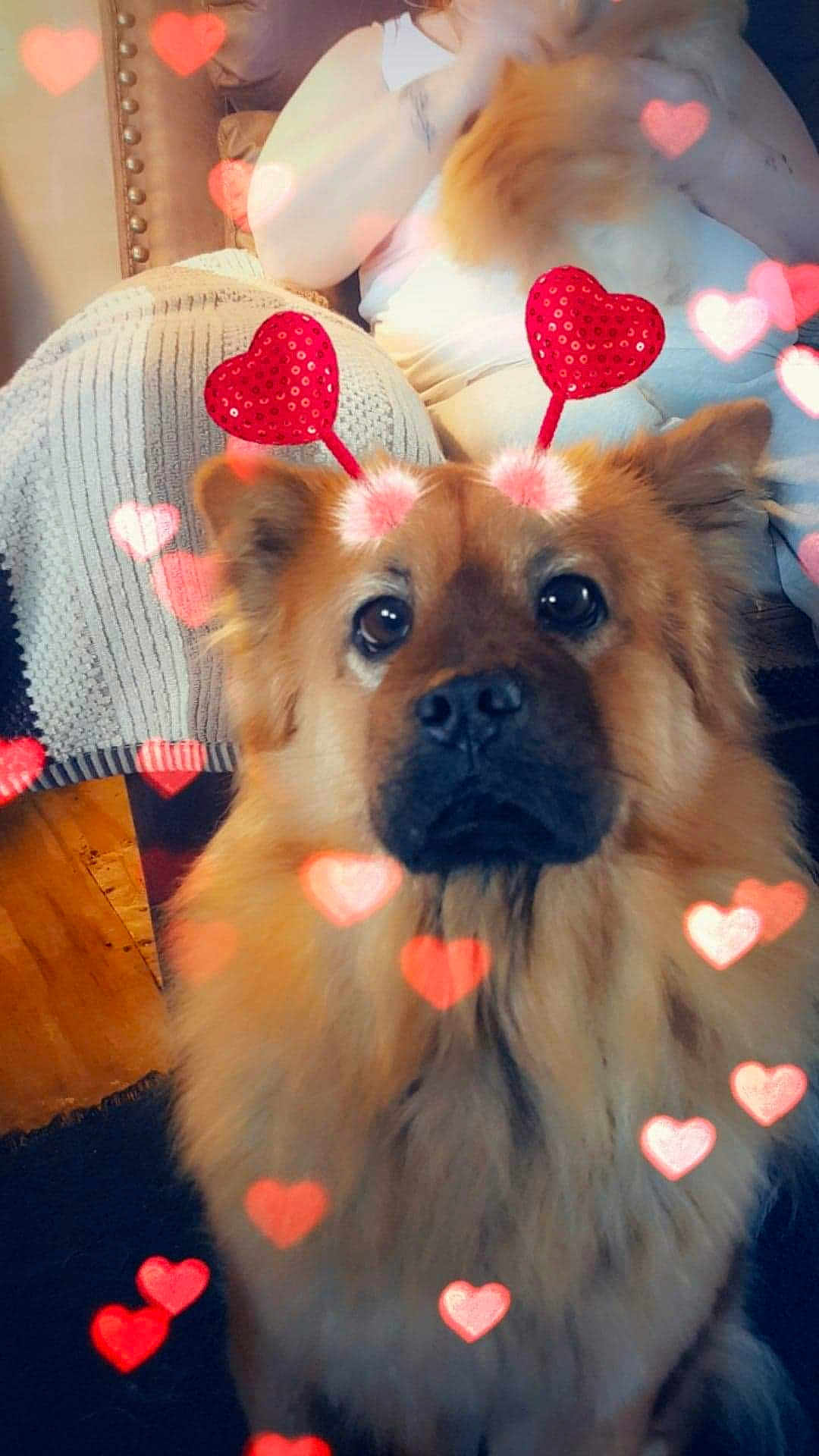 Bella joined the competition — help win amazing prizes! dog, fluffy, heart_antenna, red_hearts, cute, pet, indoor, person, blurred_background, love, adorable, canine, furry, close_up, head, animal, sitting, soft_lighting, warm_colors, cozy