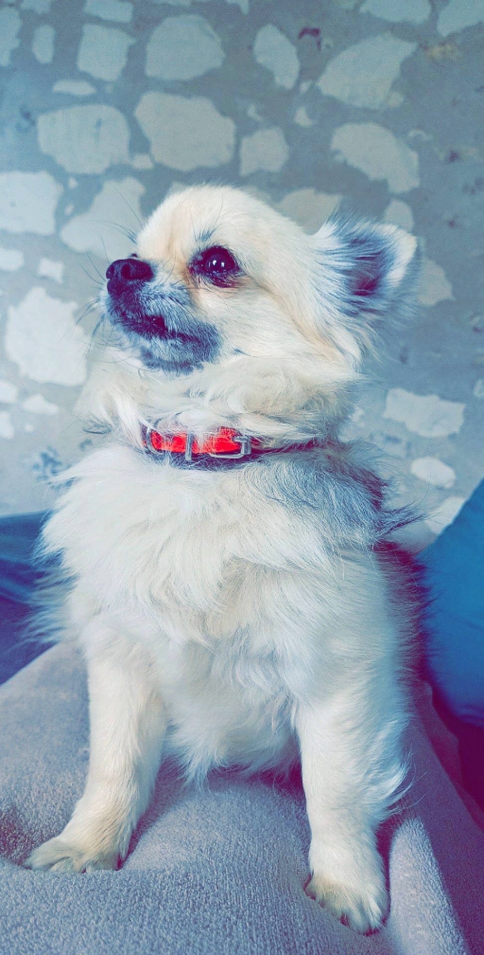 Otis a rejoint le concours — aidez-le/la à gagner de superbes lots ! canidae, carnivore, collar, companion_dog, dog, dog_breed, dog_collar, dog_supply, electric_blue, eyewear, fashion_accessory, fawn, fur, magenta, maltepoo, pattern, snout, sporting_group, toy_dog, working_animal