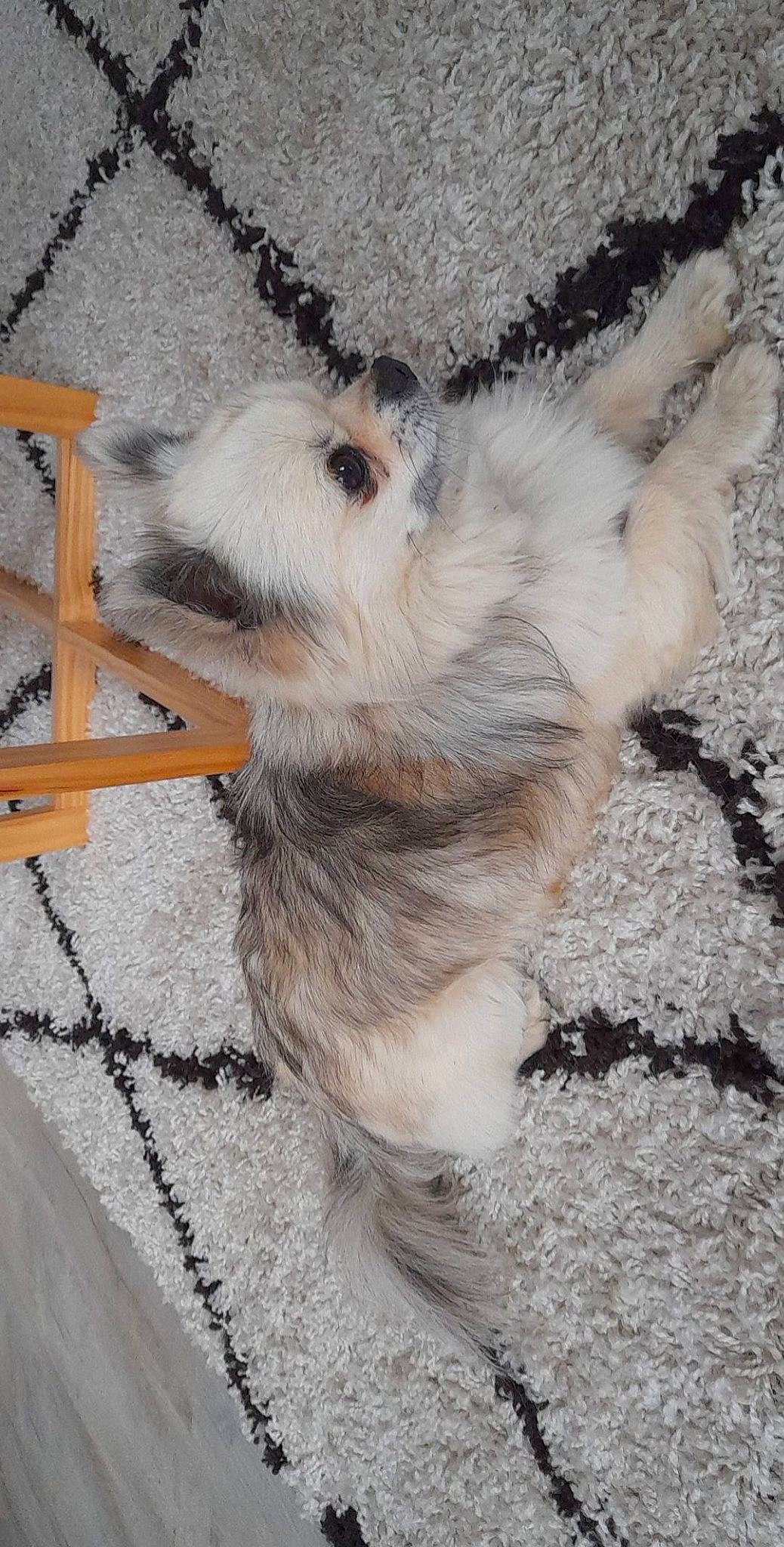 Otis a rejoint le concours — aidez-le/la à gagner de superbes lots ! canidae, carnivore, claw, companion_dog, dog, dog_breed, fawn, felidae, fur, goats, marsupial, paw, small_to_medium_sized_cats, snout, sporting_group, tail, terrestrial_animal, terrier, whiskers, working_animal