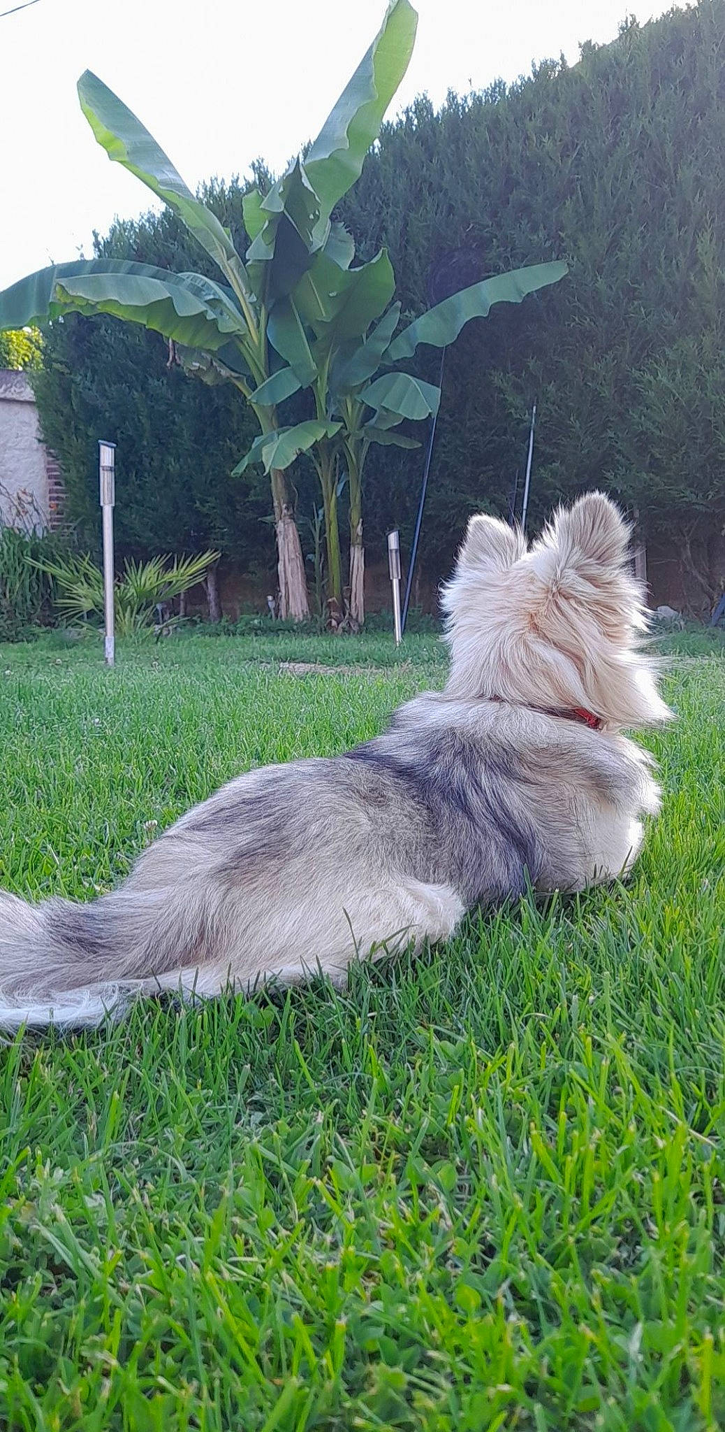 Otis participe au concours pour gagner de l'argent avec cette photo : canidae, carnivore, companion_dog, dog, dog_breed, fawn, felidae, fur, grass, groundcover, palm_tree, plant, small_terrier, snout, sporting_group, tail, terrestrial_animal, terrier, toy_dog, tree