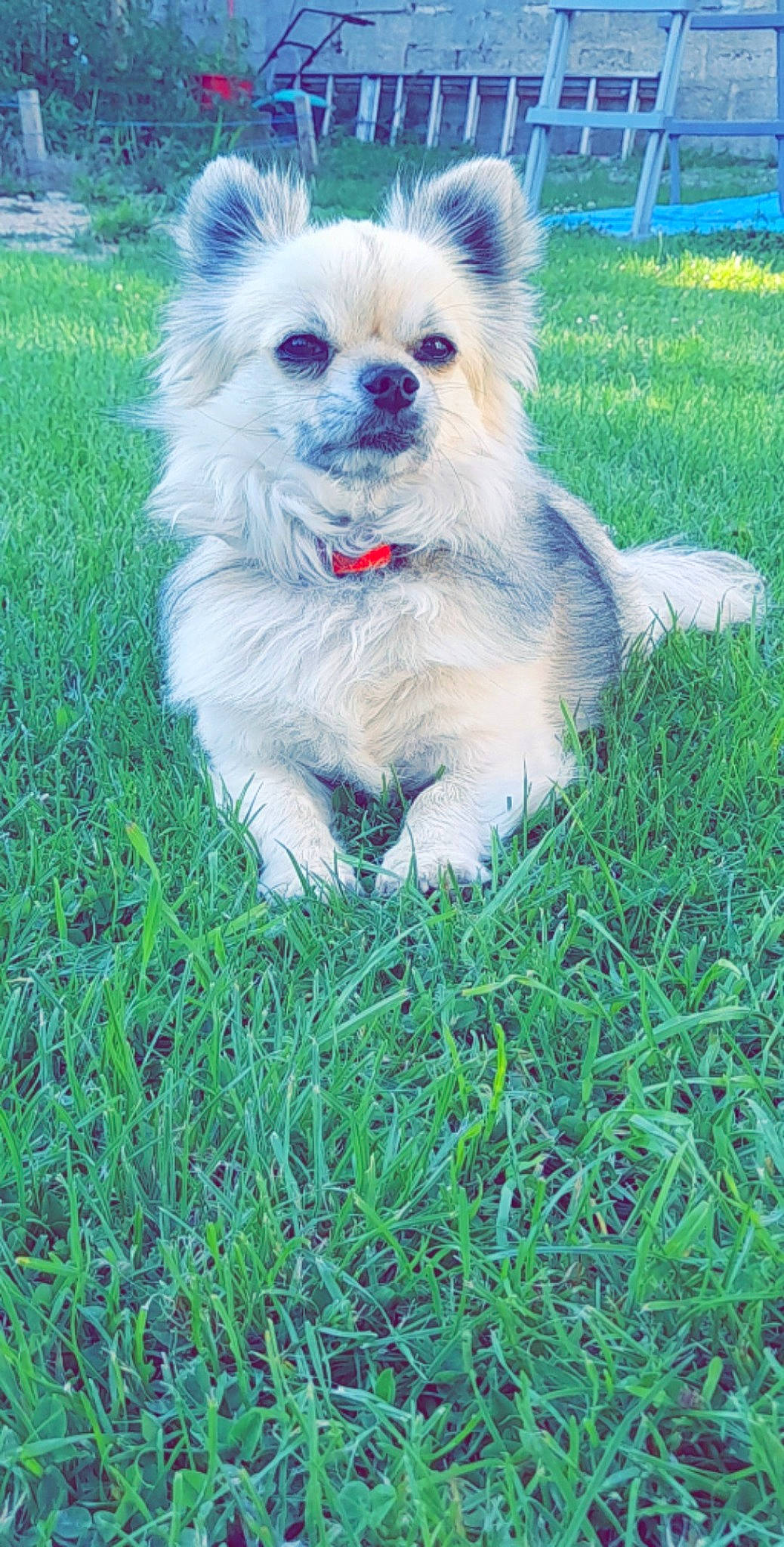 Otis a rejoint le concours — aidez-le/la à gagner de superbes lots ! canidae, carnivore, collar, companion_dog, dog, dog_breed, dog_supply, event, fawn, fur, grass, non_sporting_group, pet_supply, plant, snout, sporting_group, tail, toy_dog, volpino_italiano