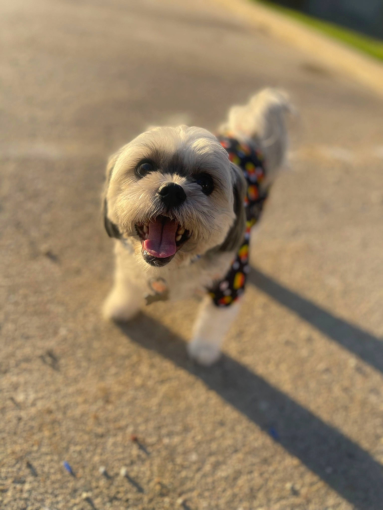 Cujo is registered to the contest to win money with this photo: asphalt, canidae, carnivore, companion_dog, dog, dog_breed, fawn, grass, leash, plant, road_surface, shih_tzu, small_terrier, snout, sporting_group, terrier, toy_dog, wildlife, working_animal, wrinkle