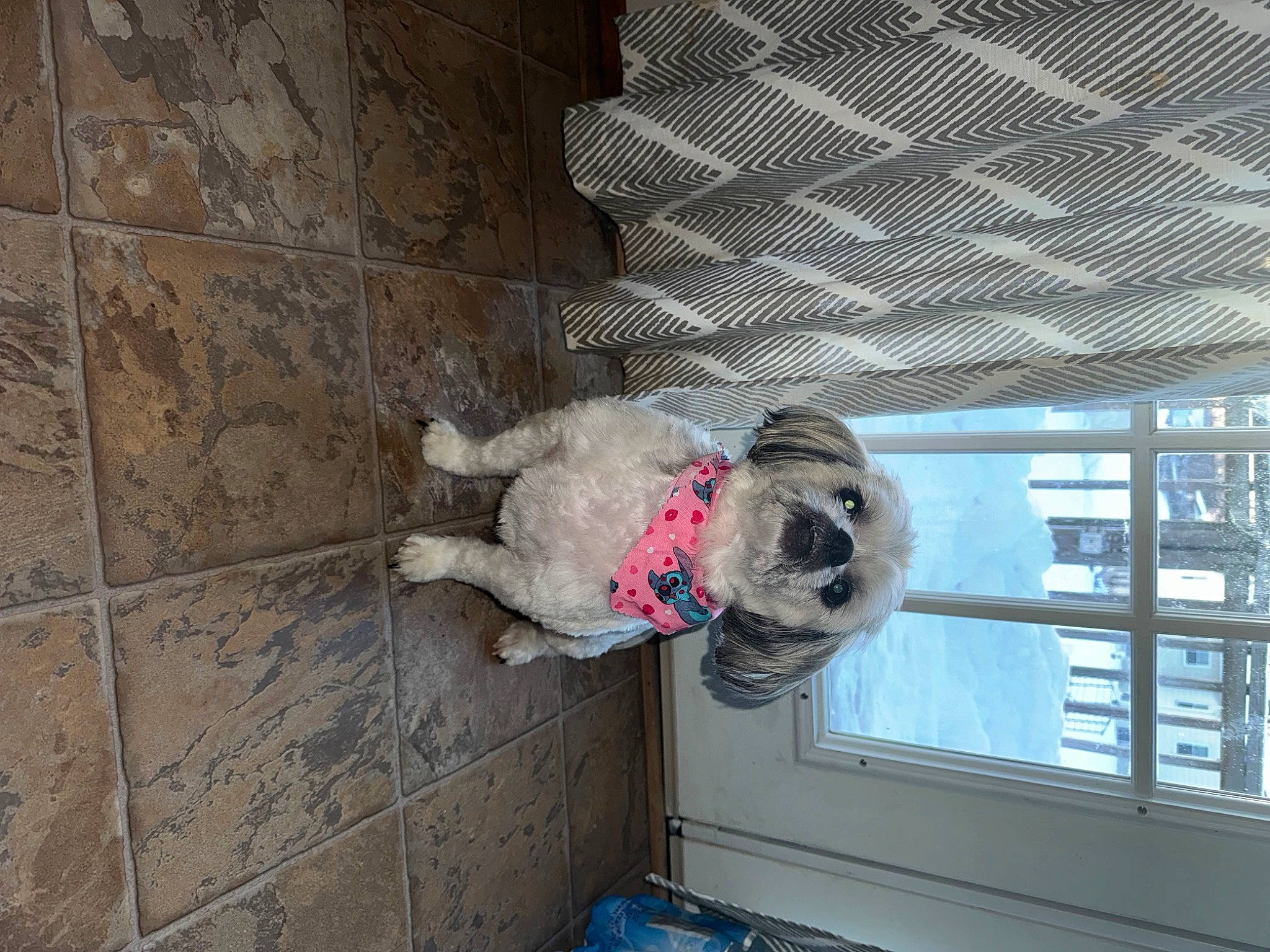 Cujo is registered to the contest to win money with this photo: building, canidae, carnivore, collar, concrete, dog, dog_breed, dog_supply, fawn, fur, pet_supply, sporting_group, window, wood, working_animal