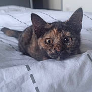 Caline participe au concours pour gagner de l'argent avec cette photo : cat, kitten, tortoiseshell, pet, bed, bedding, blanket, whiskers, ears, fur, eyes, gaze, close_up, portrait, indoor, soft_light, relaxed, lying_down, home, curious