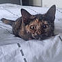 cat, kitten, tortoiseshell, pet, bed, bedding, blanket, whiskers, ears, fur, eyes, gaze, close_up, portrait, indoor, soft_light, relaxed, lying_down, home, curious