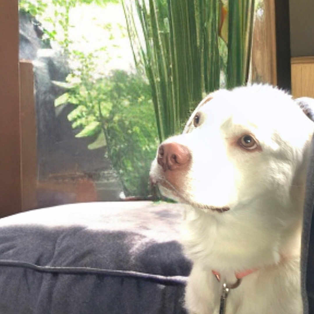 Cody joined the competition — help win amazing prizes! animal, canine, couch, cushion, dog, flower, furniture, herbal, homedecor, indoors, interiordesign, jar, pet, plant, planter, pottedplant, pottery, puppy, vase, whitedog