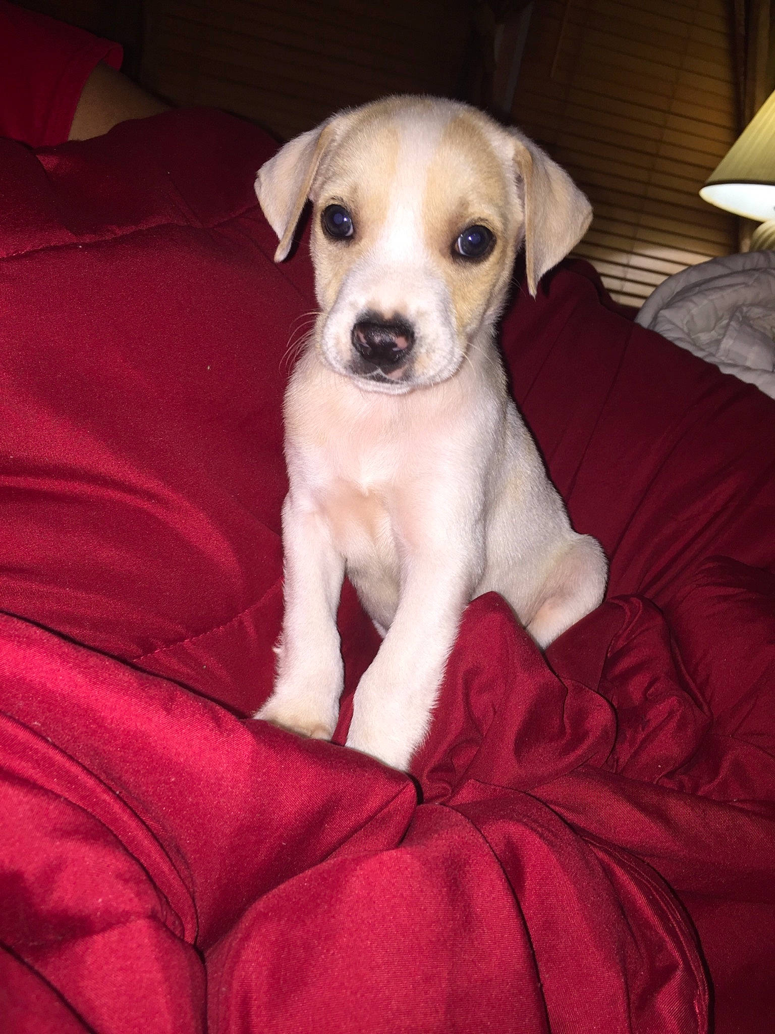 Rocky joined the competition — help win amazing prizes! canidae, carnivore, collar, comfort, companion_dog, dog, dog_breed, dog_supply, fawn, fur, lamp, lampshade, non_sporting_group, paw, pet_supply, snout, sporting_group, toy_dog, whiskers, working_animal