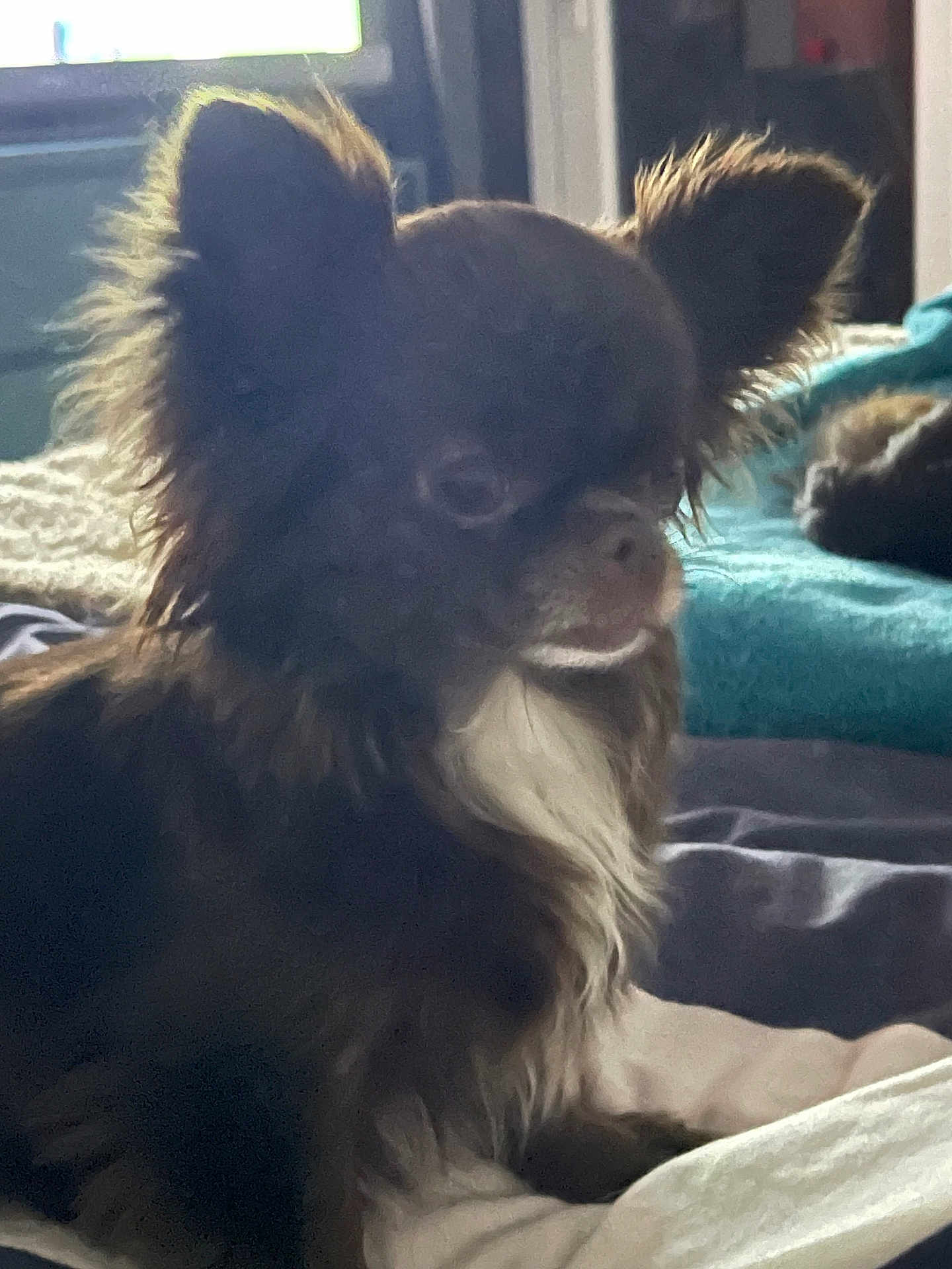 Tahiti a rejoint le concours — aidez-le/la à gagner de superbes lots ! dog, small_dog, chihuahua, fluffy, pet, indoor, bed, blanket, fur, animal, cute, resting, cozy, soft_lighting, domestic, companion, mammal, cute_pet, furry, relaxed