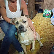 Fatty is registered to the contest to win money with this photo: woman, dog, indoor, carpet, glasses, tank_top, jeans, sneakers, wood_paneling, floor, box, mountain_dew, pet, seated, casual, companion, flooring, hand, domestic, animal