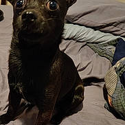 Scoot joined the competition — help win amazing prizes! dog, black_dog, pet, bed, blanket, pillow, indoor, animal, canine, fur, ears, sitting, looking_up, cute, domestic_animal, companion, bedroom, furniture, resting, alert